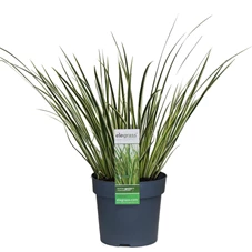 Acorus-Argenteostriatus.jpg