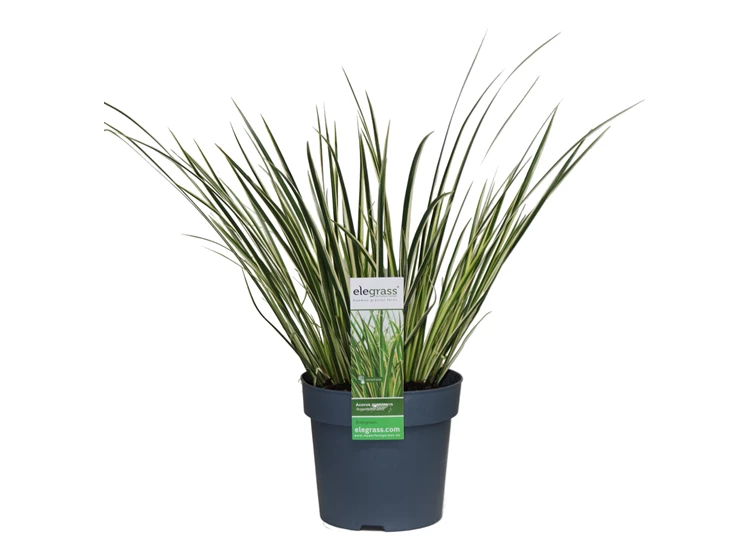 Acorus-Argenteostriatus.jpg