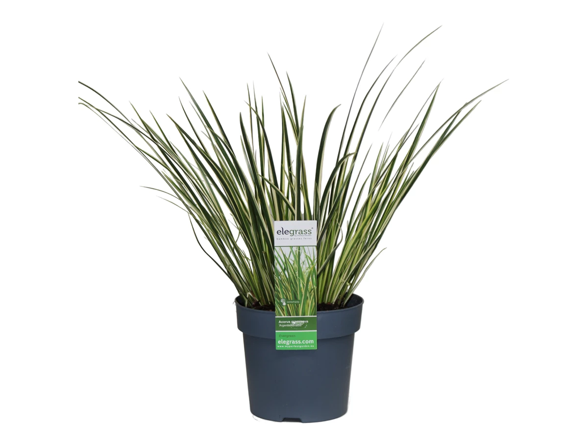 Acorus-Argenteostriatus.jpg
