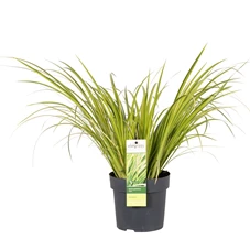 Acorus gramineus Ogon.jpg