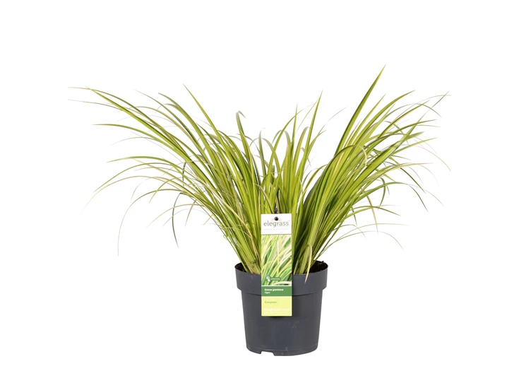 Acorus gramineus Ogon.jpg