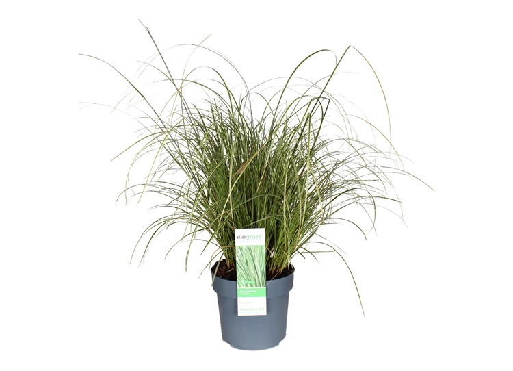 Carex-brunnea-Variegata.JPG