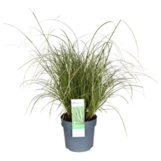 Carex-brunnea-Variegata.JPG