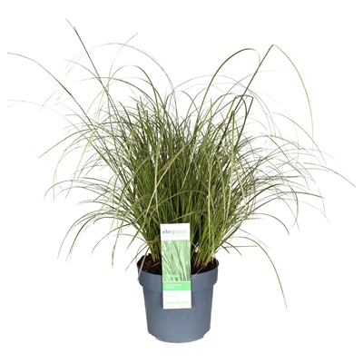 Carex-brunnea-Variegata.JPG
