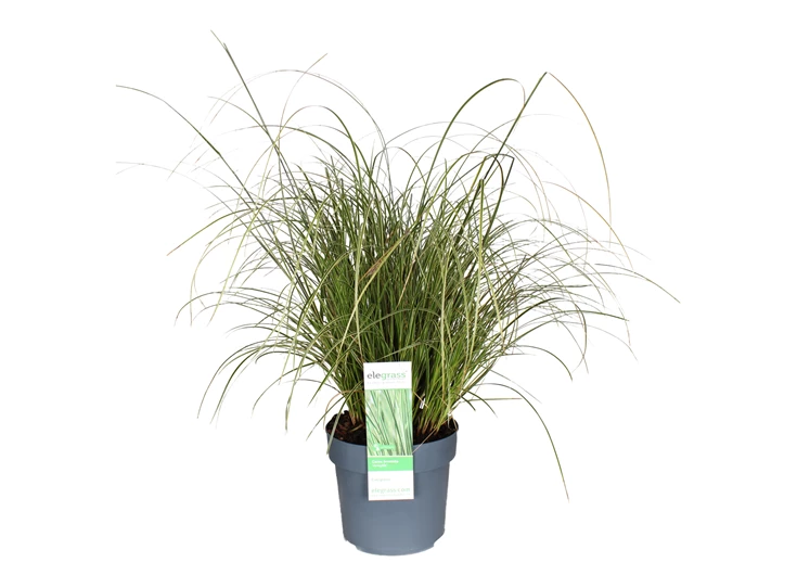 Carex-brunnea-Variegata.JPG