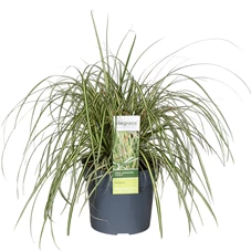 Carex-hachijoensis-Evergold.jpg