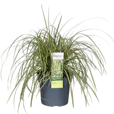 Carex-hachijoensis-Evergold.jpg
