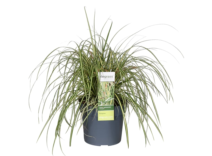 Carex-hachijoensis-Evergold.jpg