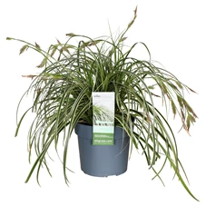 Carex-Feather-Falls-bloem.jpg