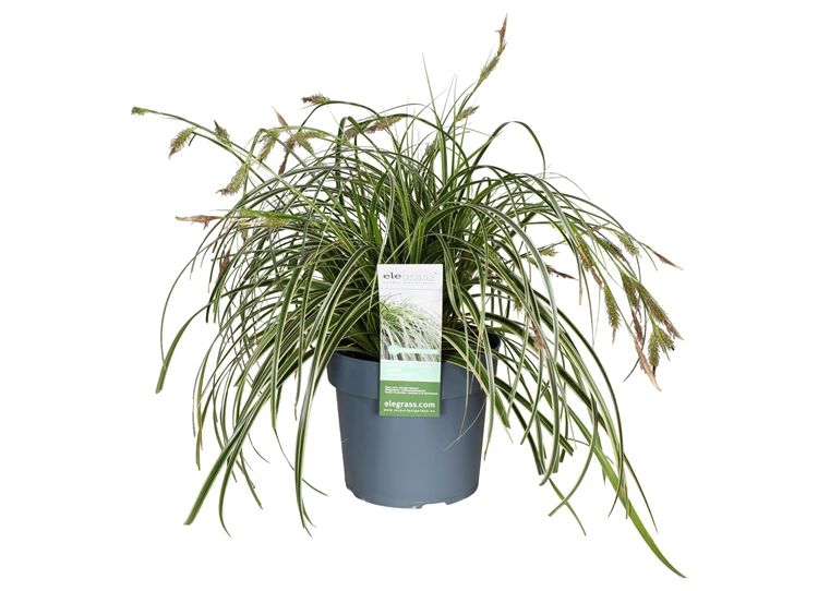 Carex-Feather-Falls-bloem.jpg