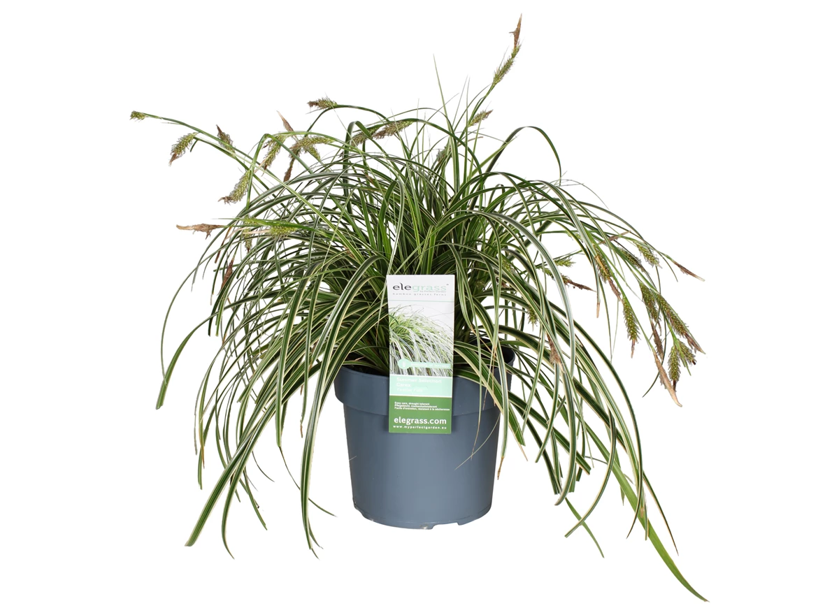 Carex-Feather-Falls-bloem.jpg