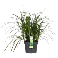 Carex Irish Green.png
