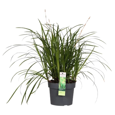 Carex Irish Green.png