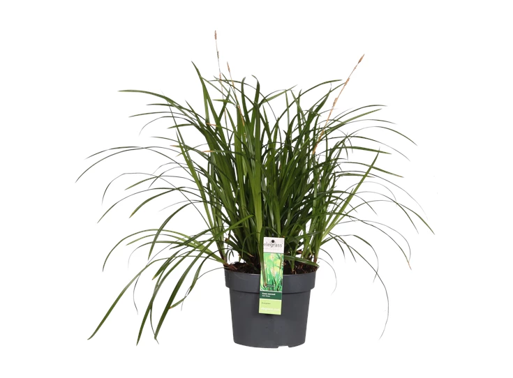 Carex Irish Green.png