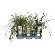 Carex-tray (1).jpg