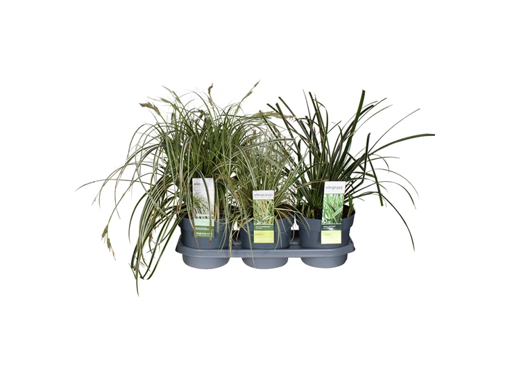Carex-tray (1).jpg