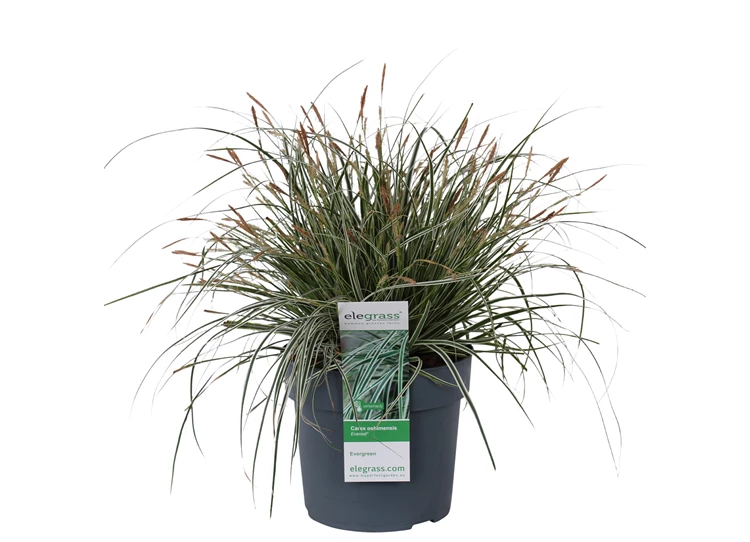 Carex-Everest-1.jpg