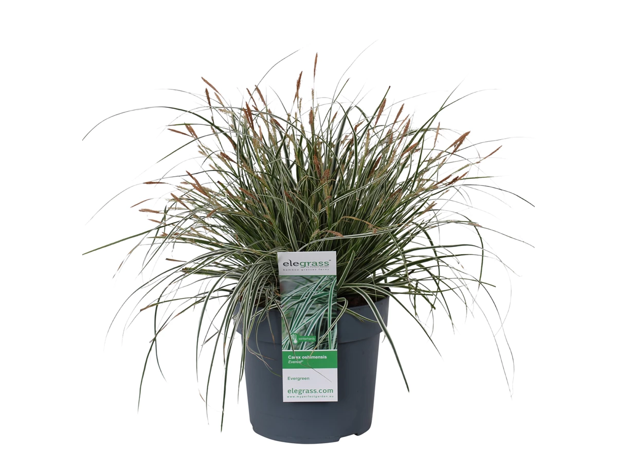 Carex-Everest-1.jpg