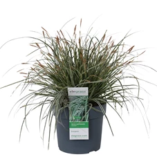 Carex-Everest-1.jpg