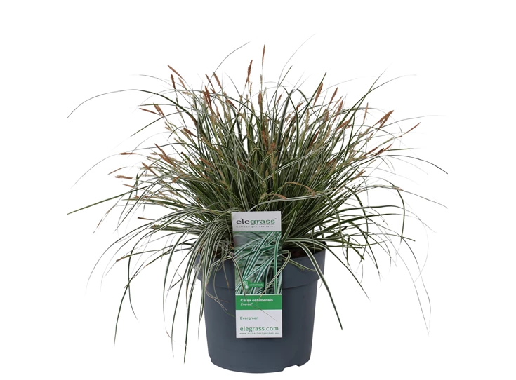 Carex-Everest-1.jpg