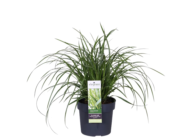 Carex morrowii Ice Dance_01.png
