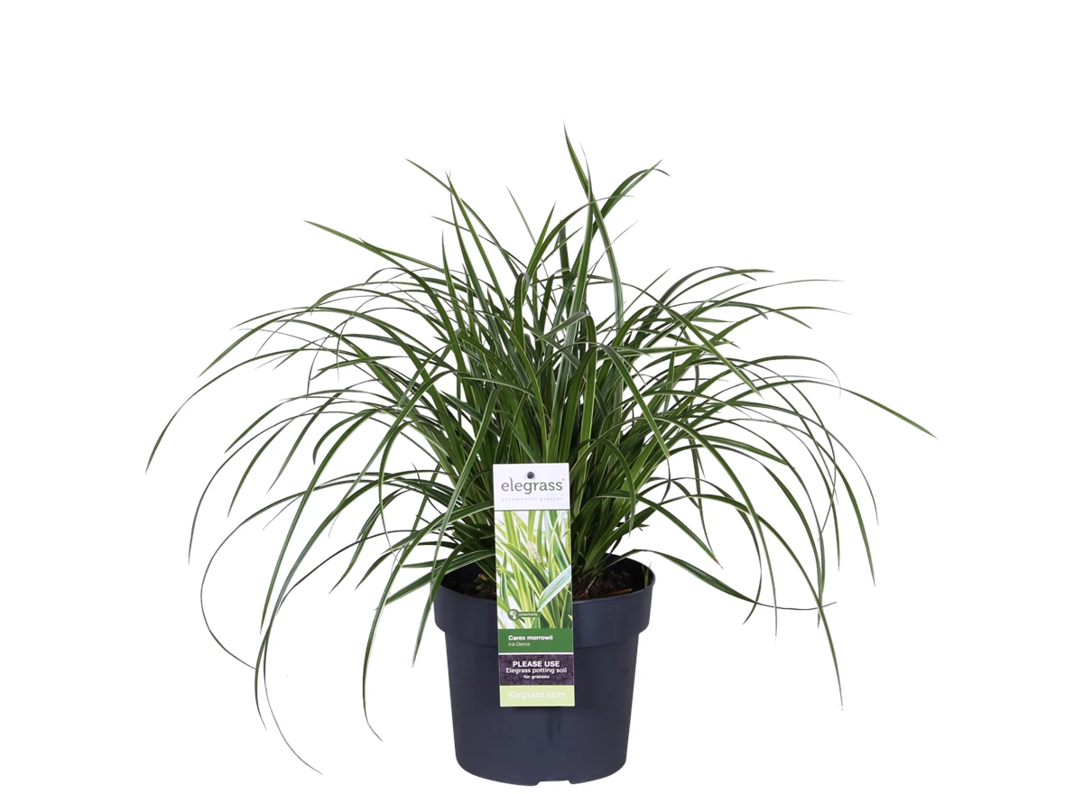 Carex morrowii Ice Dance_01.png