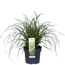 Carex morrowii Ice Dance_01.png