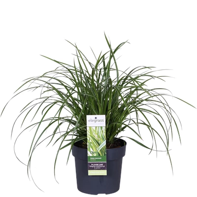 Carex morrowii Ice Dance_01.png
