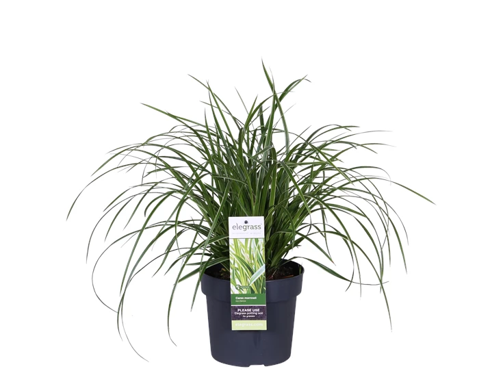 Carex morrowii Ice Dance_01.png