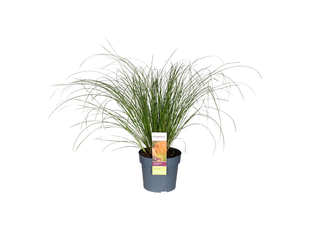 Carex-testacea-Prairie-Fire.jpg