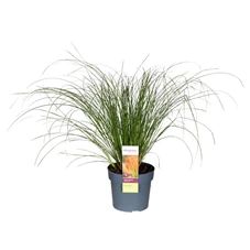 Carex-testacea-Prairie-Fire.jpg