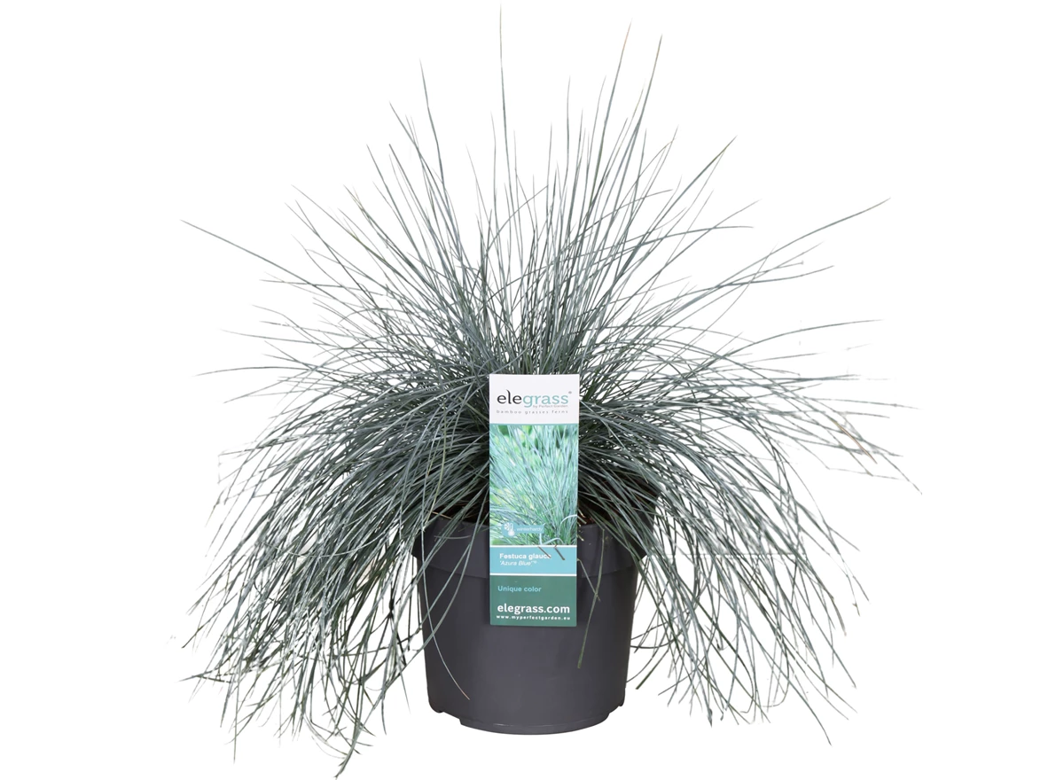 Festuca-glauca-Azura-Blue.jpg