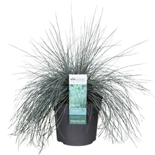 Festuca-glauca-Azura-Blue.jpg