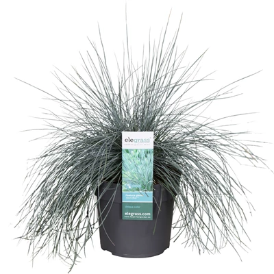 Festuca-glauca-Azura-Blue.jpg