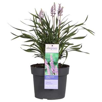 Liriope muscari Ingwersen _01 .png