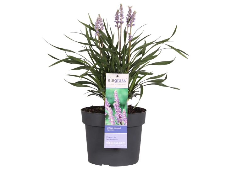 Liriope muscari Ingwersen _01 .png