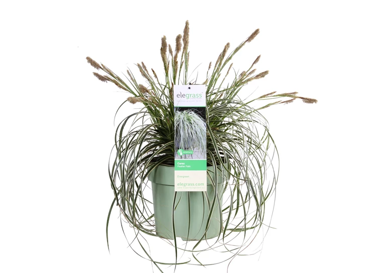 Carex Feather Falls_03.png