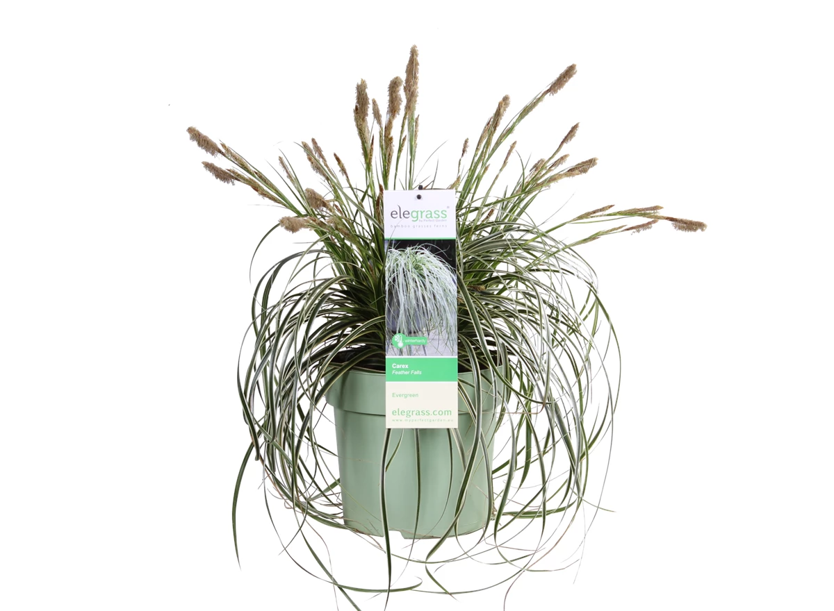 Carex Feather Falls_03.png