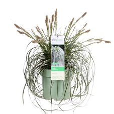 Carex Feather Falls_03.png