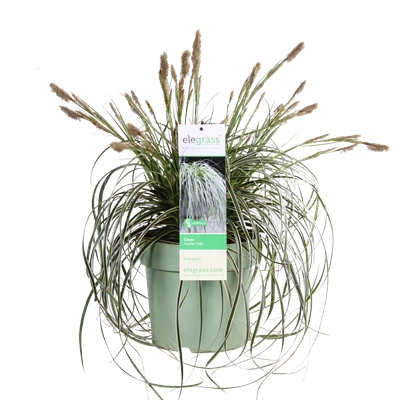Carex Feather Falls_03.png