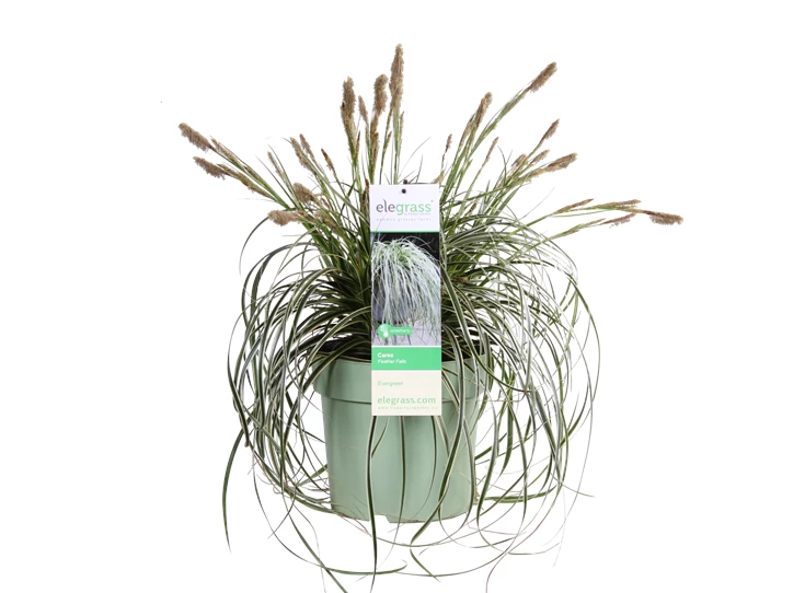 Carex Feather Falls_03.png