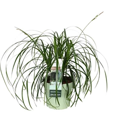 Carex-Ribbon-Falls.jpg