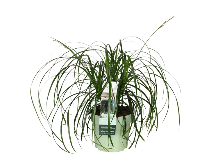 Carex-Ribbon-Falls.jpg