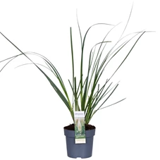 Cortaderia-Selloana-Evita-2.jpg