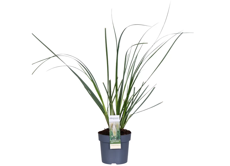 Cortaderia-Selloana-Evita-2.jpg