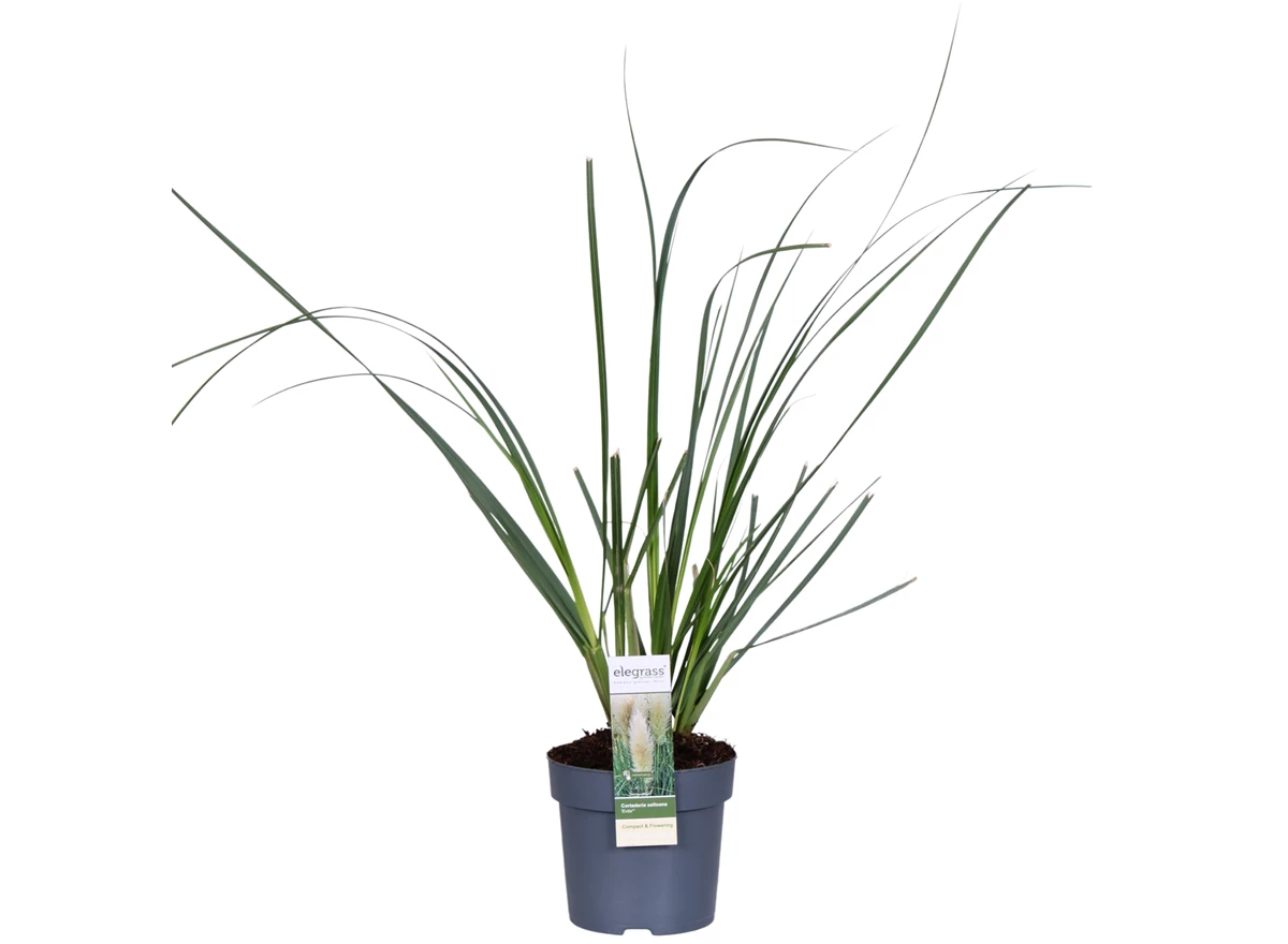 Cortaderia-Selloana-Evita-2.jpg