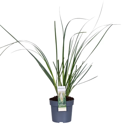 Cortaderia-Selloana-Evita-2.jpg