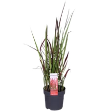 Imperata cylindrica Red Baron _01.png