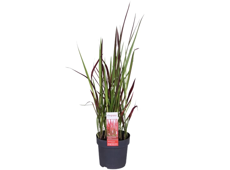 Imperata cylindrica Red Baron _01.png