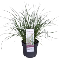 PEALHAME14_plant.jpg